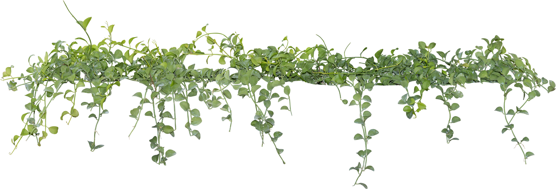 Vine Plant with Green Leaves
